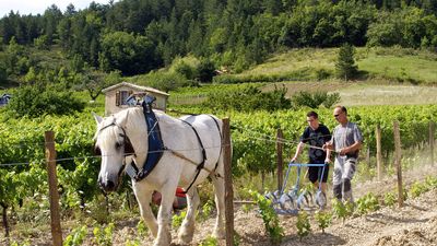 Découverte du monde viticole : visite de caves, de domaines ou le musée de la Clairette ! (© Domaine du Maupas) 